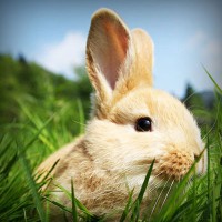 /album/wst01/photolia-a03-jpg/